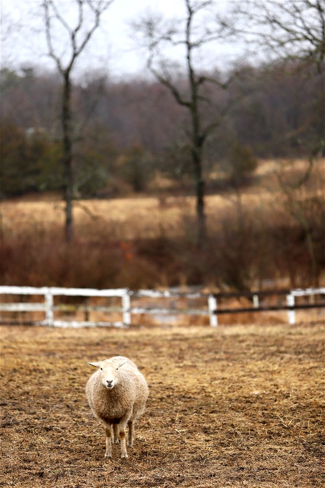 Sawkill Farm Sheep