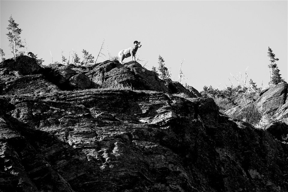 Bighorn Sheep at Glacier National Park