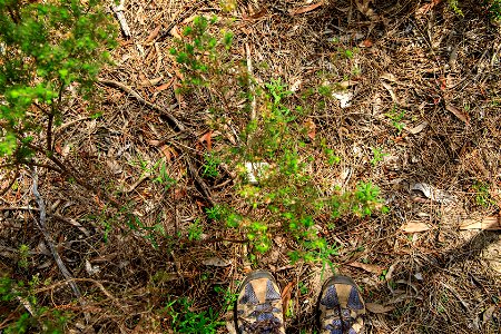 Ground photo 4