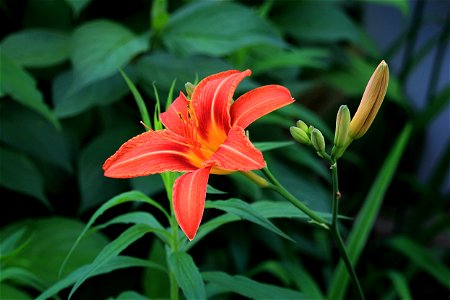 Summer Garden Flower, Orange-Red photo