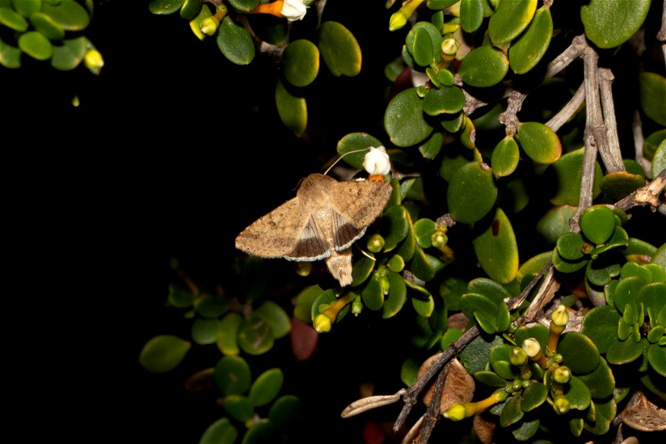 moth - Helicoverpa punctigera