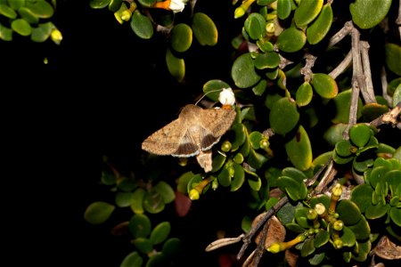 moth - Helicoverpa punctigera