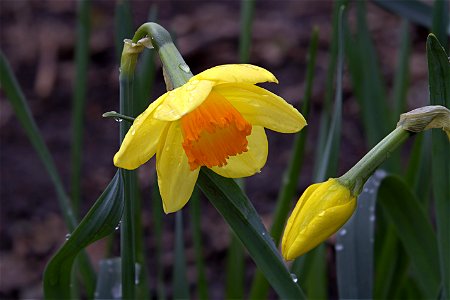 Spring Flowers, Yellow-Orange Daffodil photo