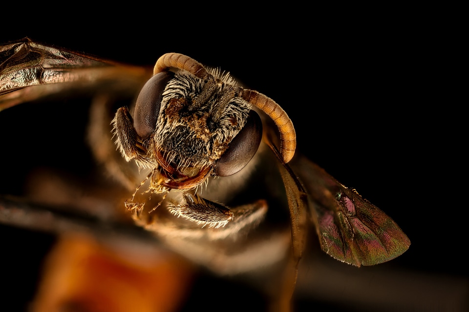 Bee flying on black background