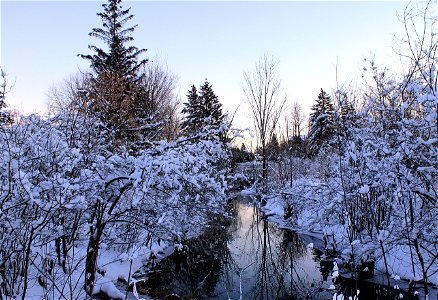 Winter Evening Walk, Bilberry Creek photo
