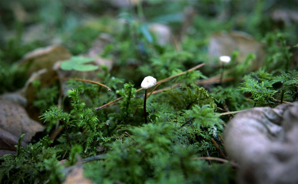 Mushrooms photo