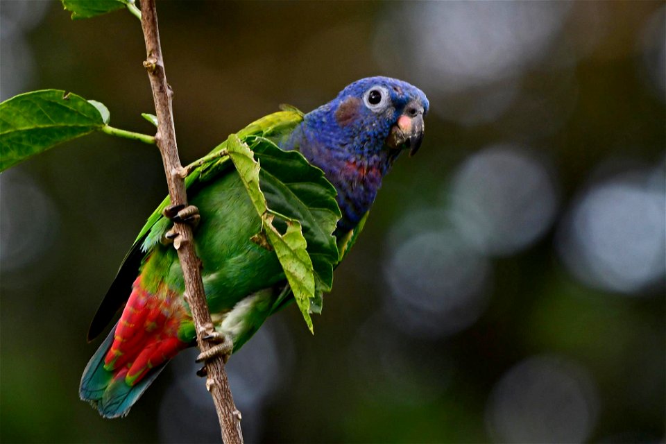 Pionus menstruus (Cotorra cheja)