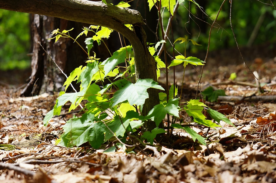 the sun's rays make their way through the young green leaves