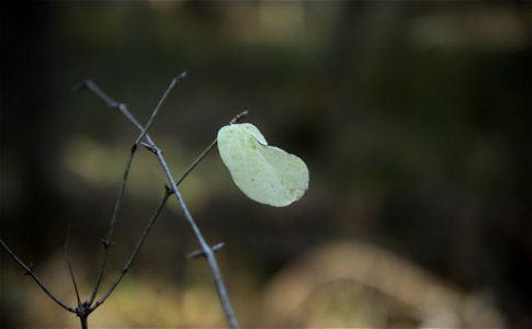 Lonely leaf photo