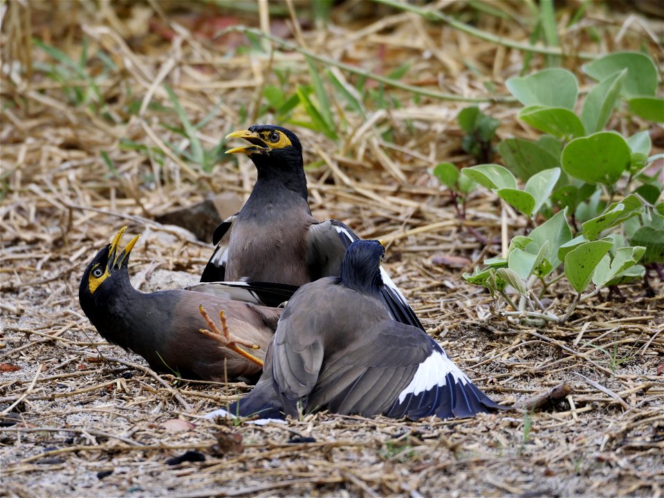 Martins faisant je ne sais quoi (La Réunion)