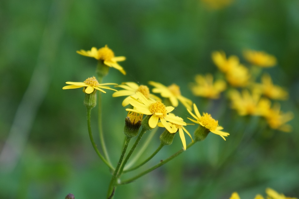 beautiful wildflowers
