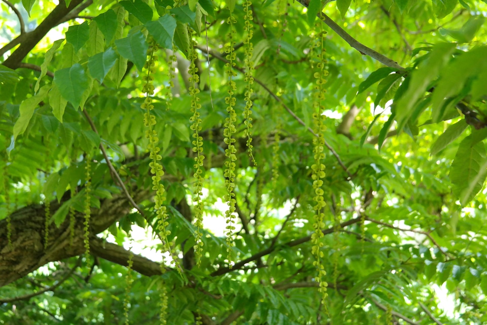 Leaves green fluegelfruechte
