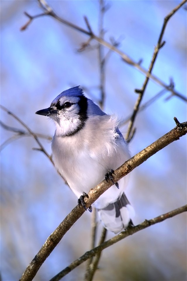 Mere Bleue Feeding Station, Blue Jay photo