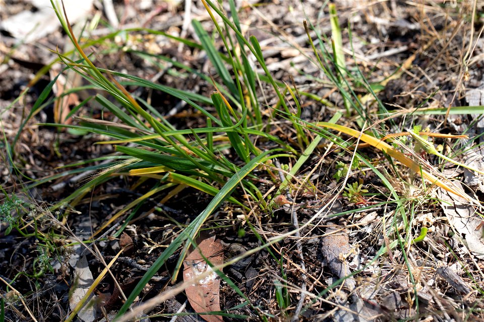 Caesia calliantha b (check?)