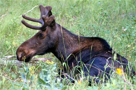 Bull Moose photo