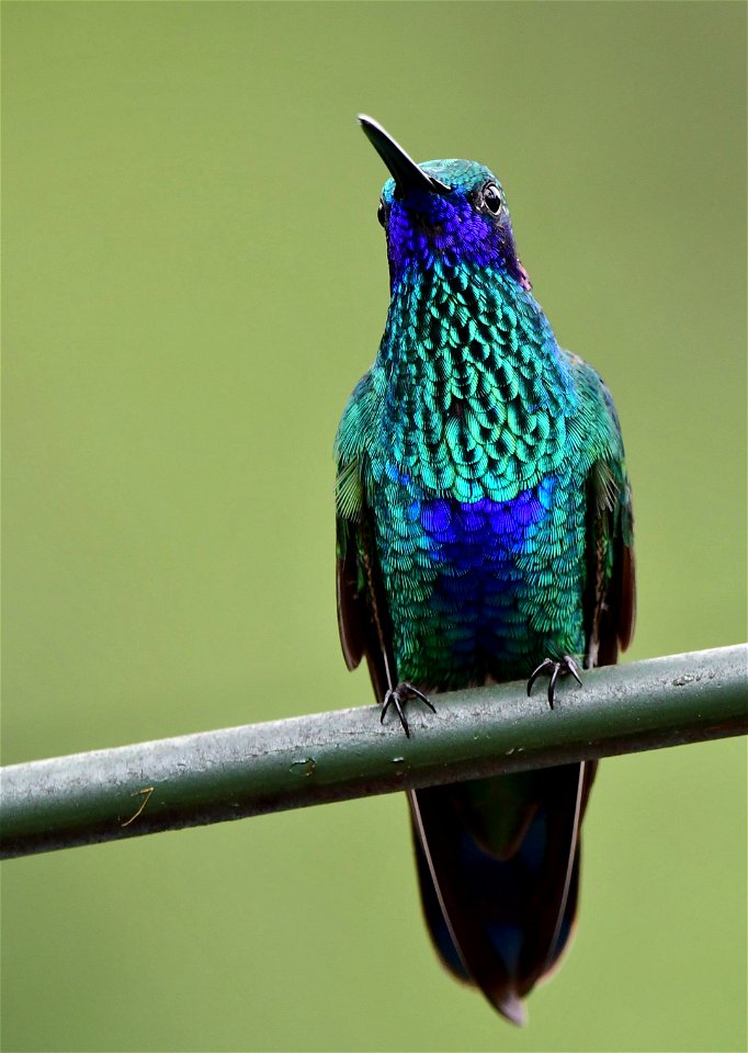 Colibri coruscans. - Chillón común