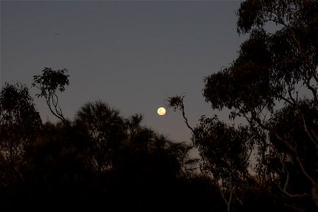 scrub moon photo