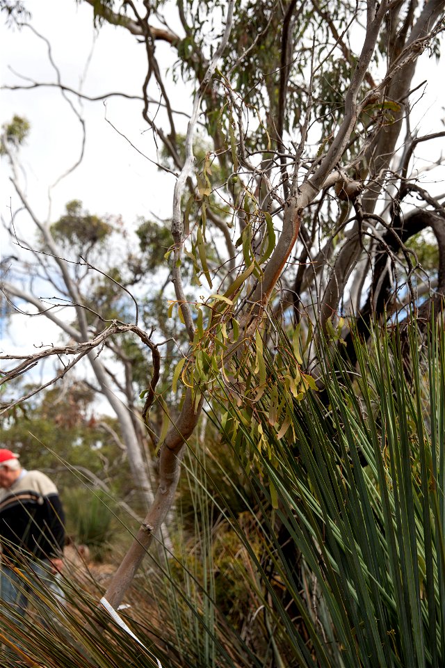 Tree 3 Mistletoe