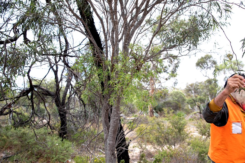 Tree 4 SE cnr - Mistletoe