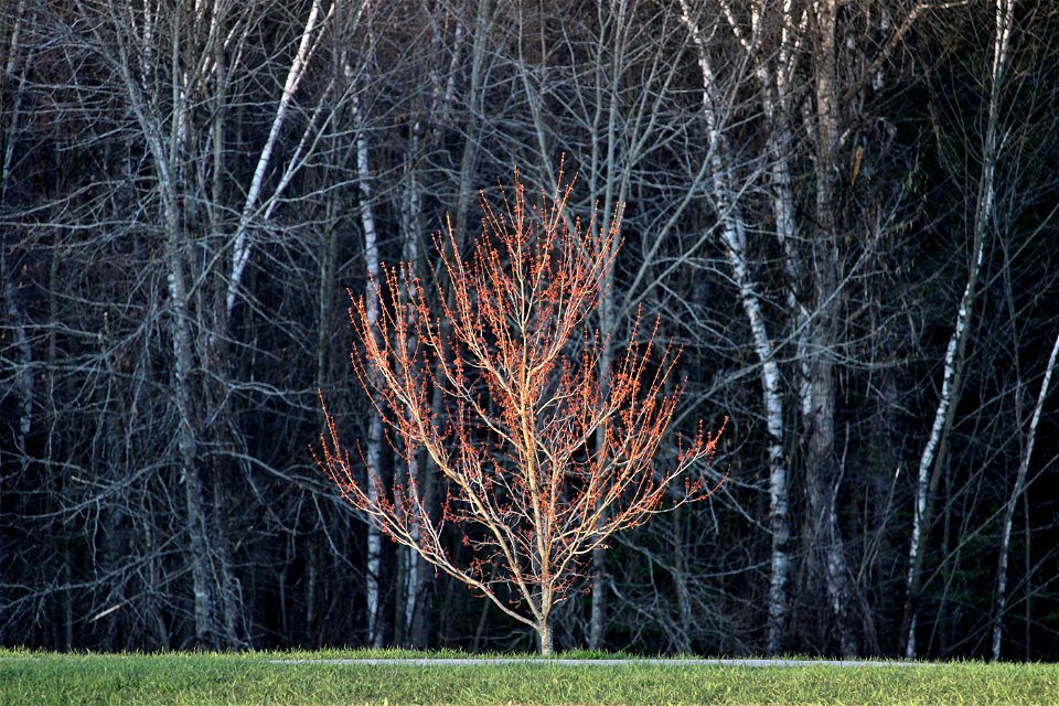 Blossoming Tree Catches Morning Sun