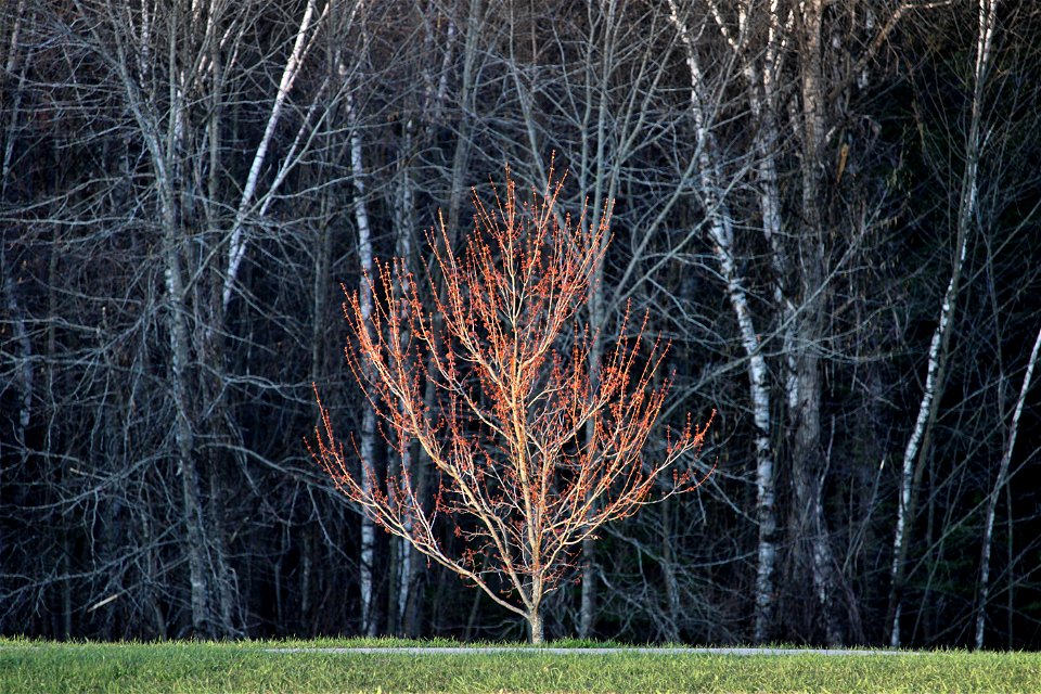 Blossoming Tree Catches Morning Sun photo