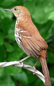 Brown Thrasher pauses briefly on an open perch photo