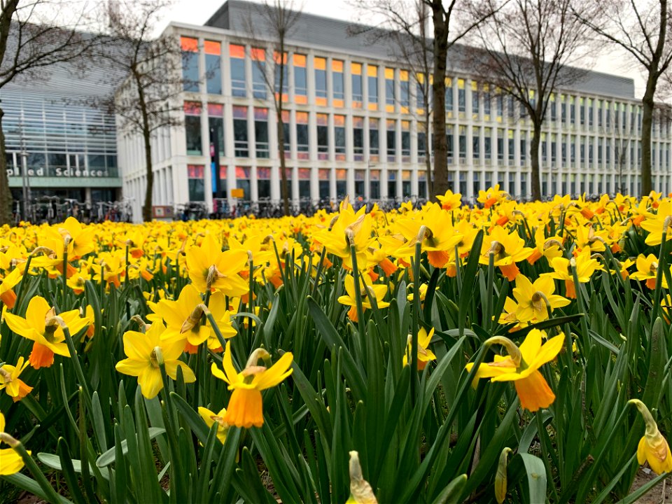 Daffodils photo