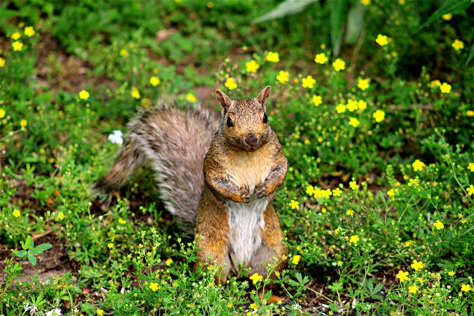 Squirrel stare down.