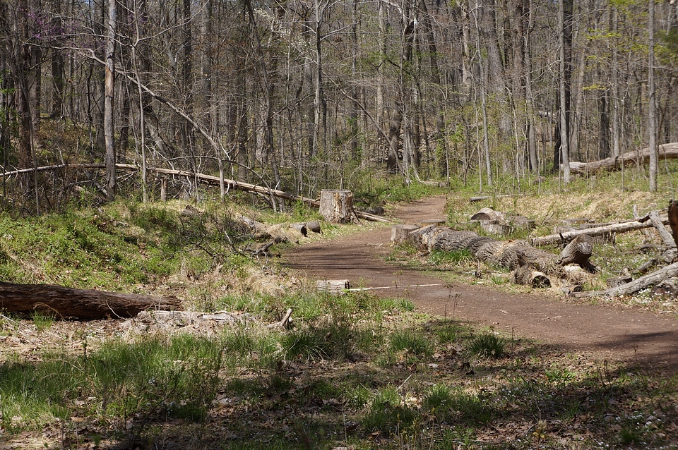 Forest cut down on spring time