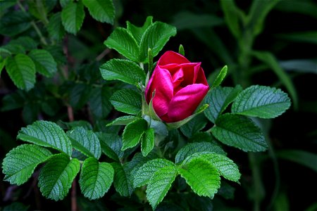 Garden Flower, Fiery Red photo