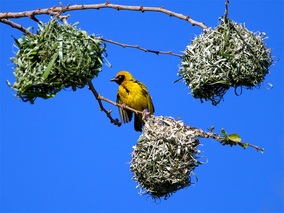 Tisserin mâle ( La Réunion )