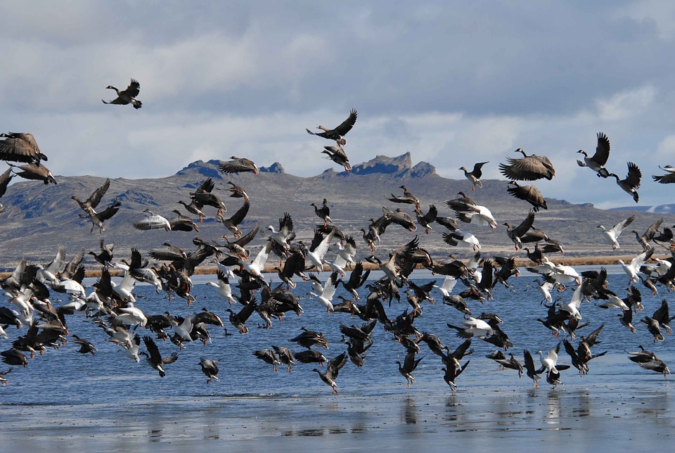 a flock of flying birds
