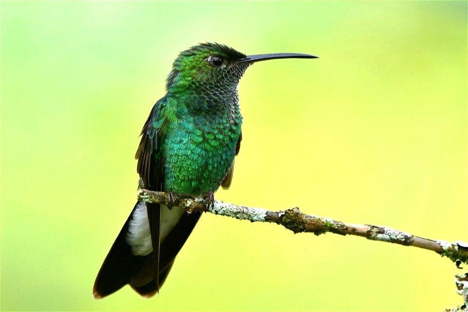 Chalybura buffonii - Colibrí de Buffon