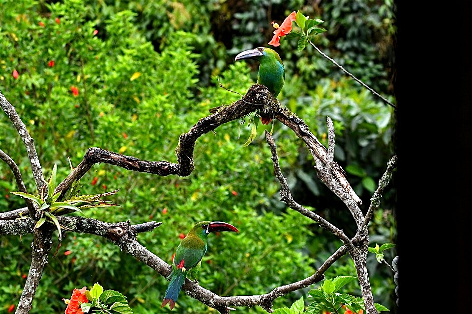 Aulacorhynchus haematopygus (Tucancito rabirrojo