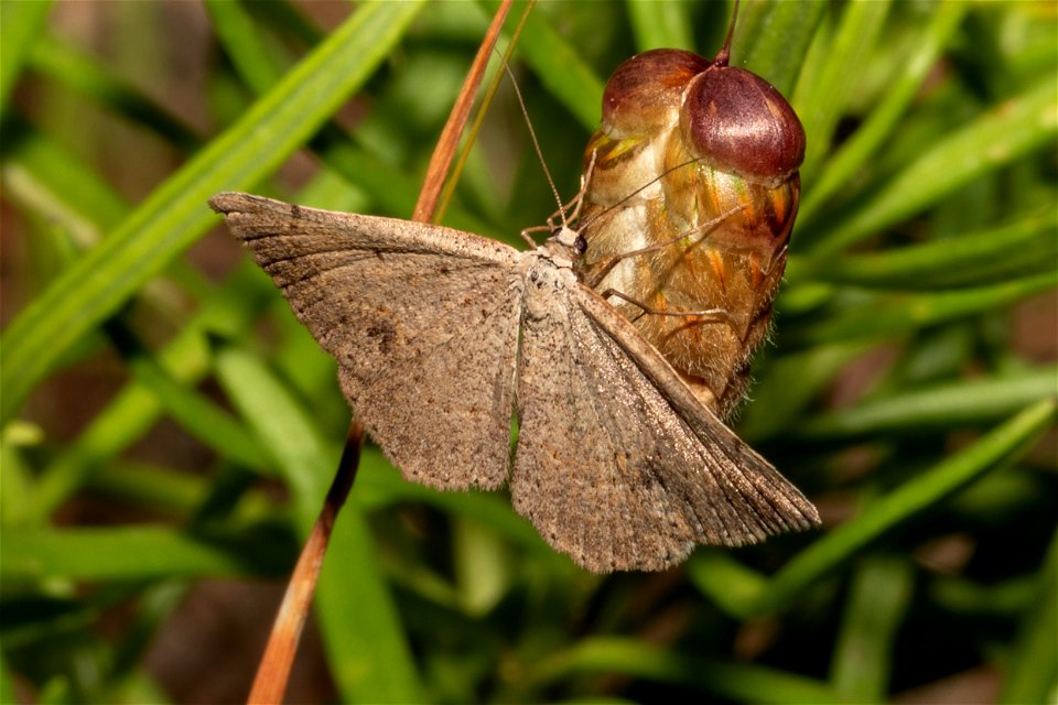 moth -  a species of Taxeotis