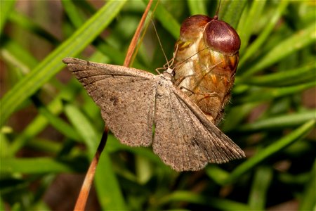 moth - a species of Taxeotis photo
