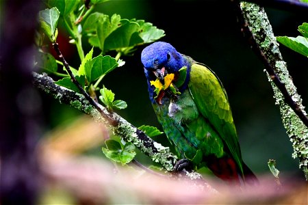Pionus menstruus - Cotorra cheja - Blue-headed Parrot photo