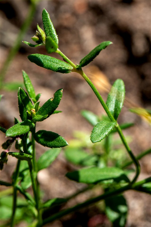 Gonocarpus tetragynus