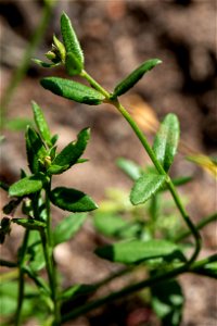 Gonocarpus tetragynus