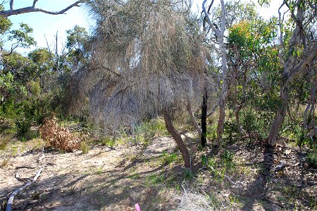 2022 site 1, NW cnr, tree 1