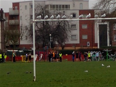 A flock of Parkrunners