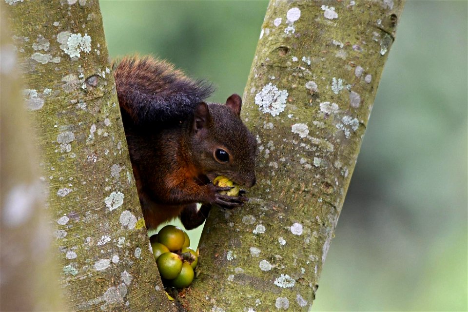 Ardilla roja. Sciurus granatensis.