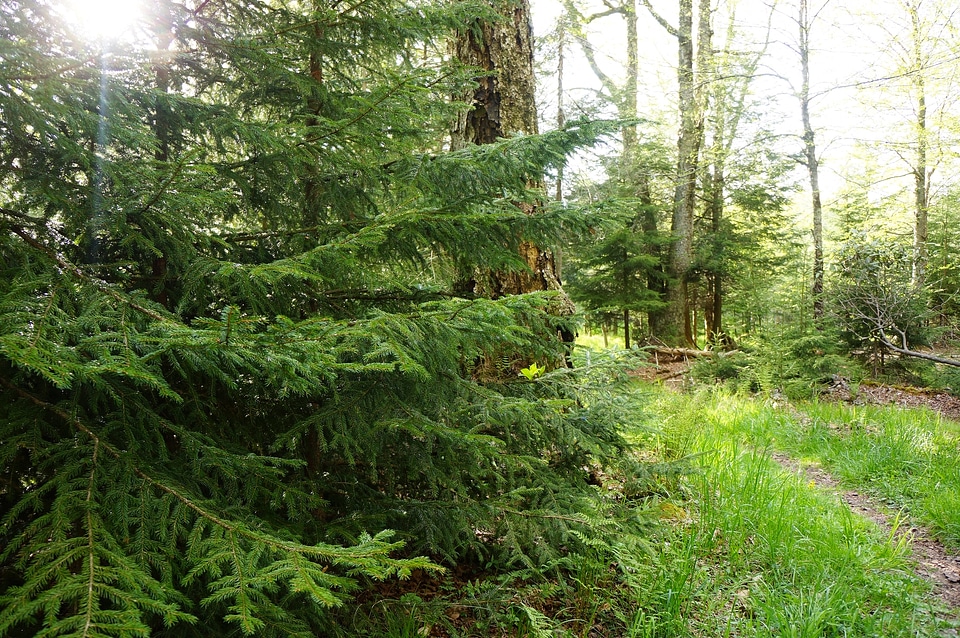Forest Deer Run Trail Canaan Valley, West Virginia