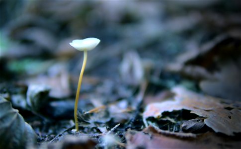 Lone mushroom. photo
