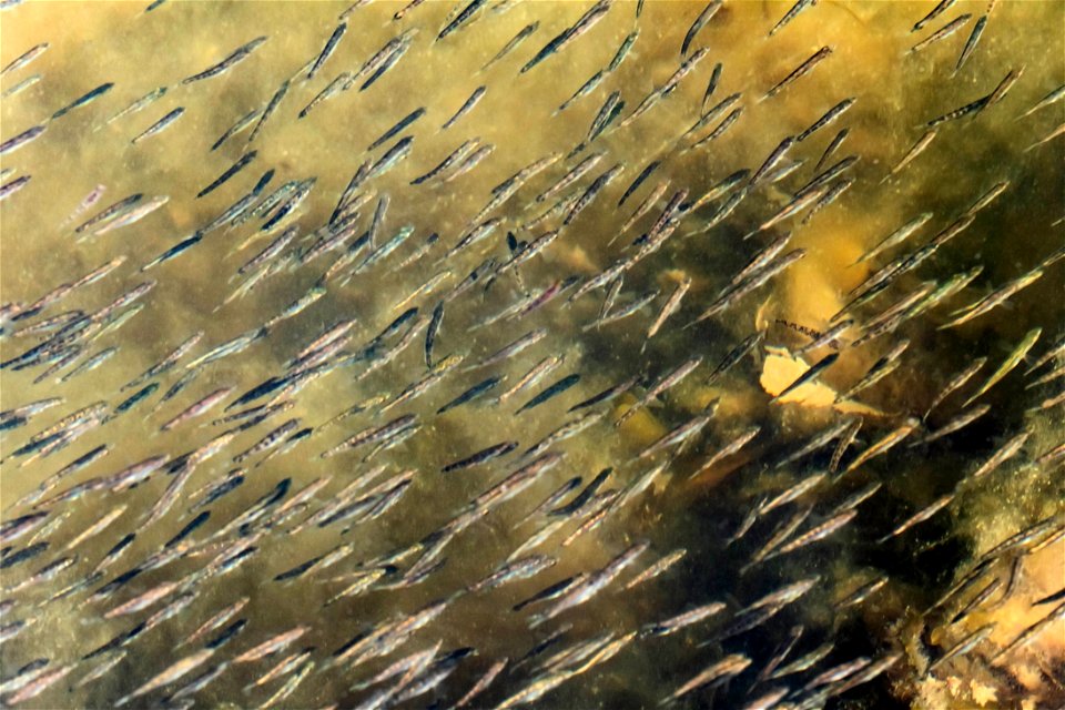 Ninespine sticklebacks among seaweed in Gullmarsfjorden 2 photo