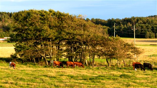 Cattle in Norrkila 3 photo