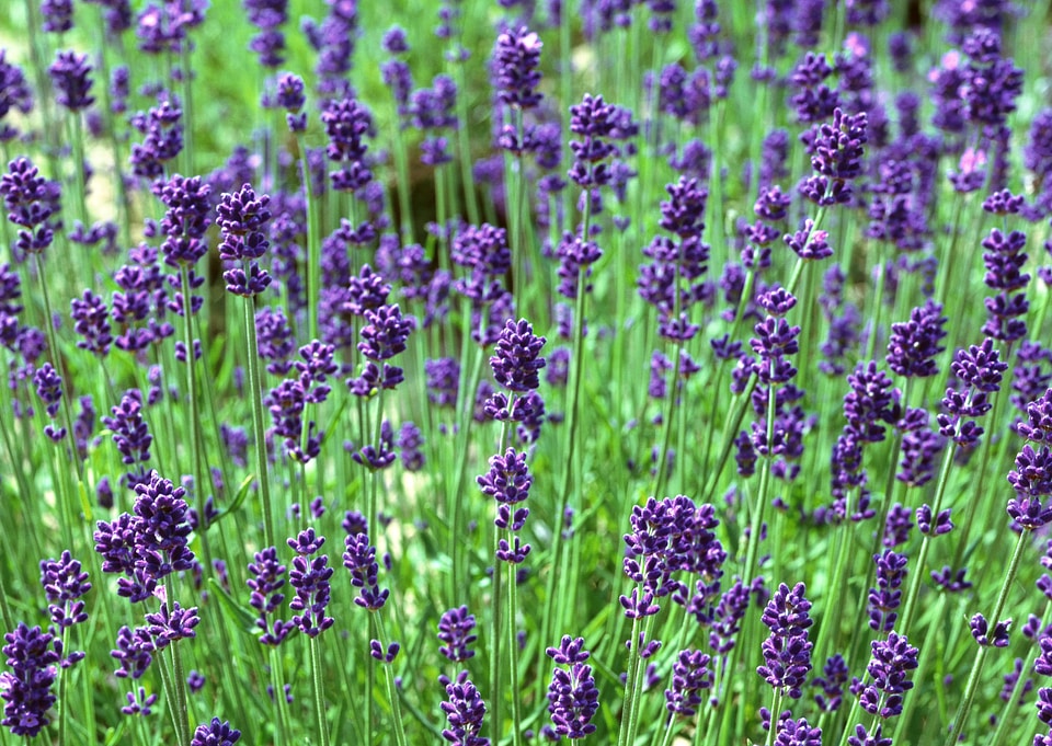 Lavender Flowers photo