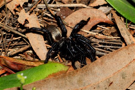 Mouse or Trapdoor spider? photo