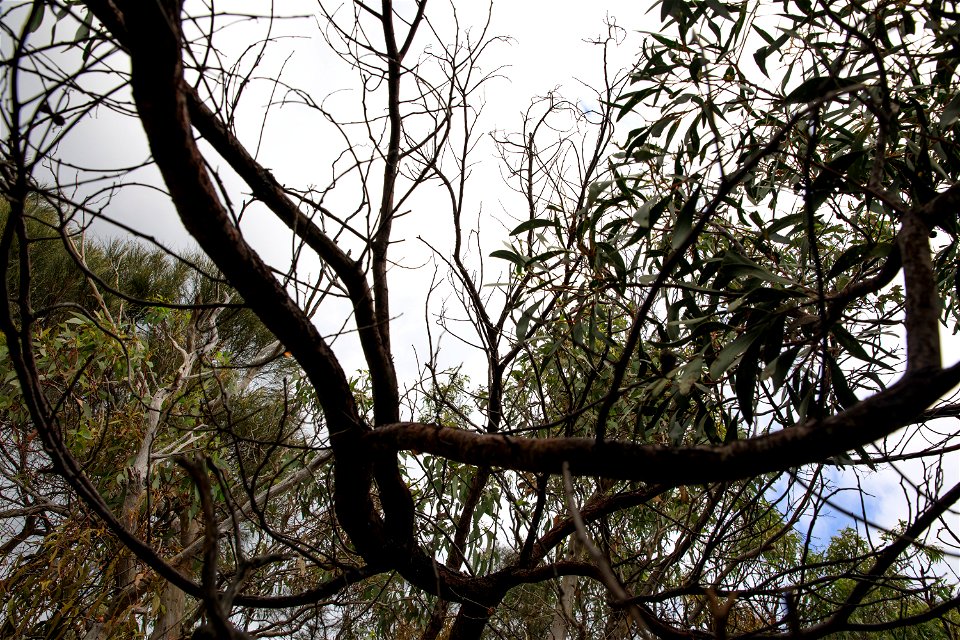 2022 Site 2, Marker 3 Tree 2 canopy