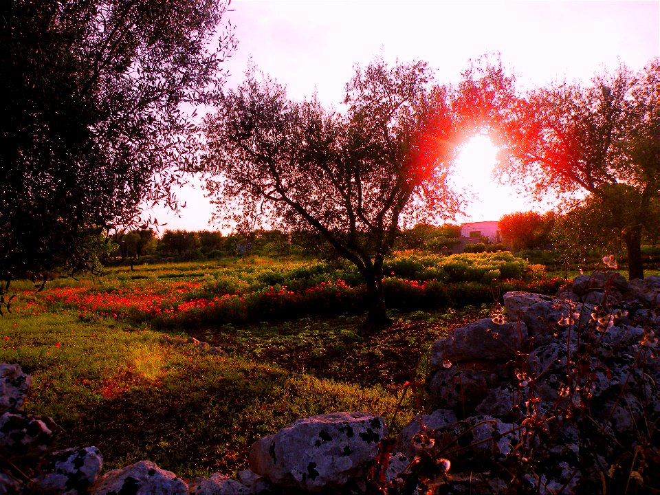 The Sun in the branches of some trees